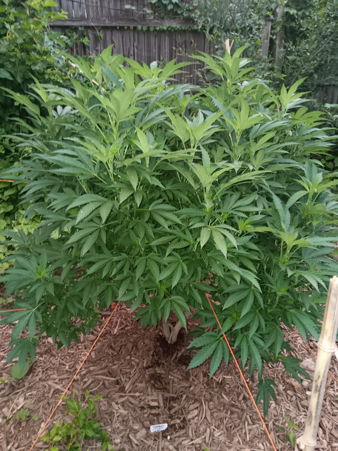 Integrity Garden 