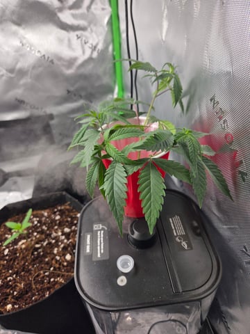 GG #4 — seedling_rooting, day 2