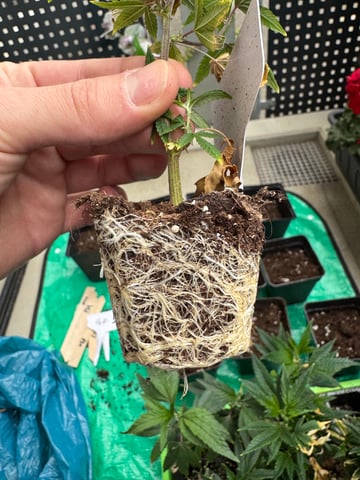 Permanent Marker, Gary Payton Cuttings/Clones  — done, day 40