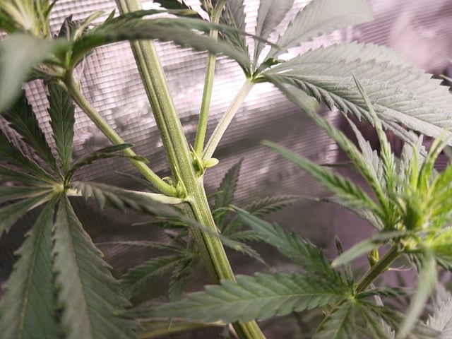 2nd Grow 2026  — flower, day 45