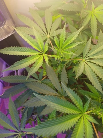 Poor Ivory — flower, day 106