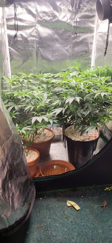 1st grow indoors(cardboard box to 2x2x4 to 5x5x6) — vegetative, day 52