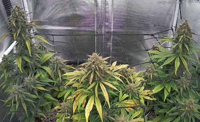 FastBuds-Auto Mix Pack-Quad Mystery — flower, day 63