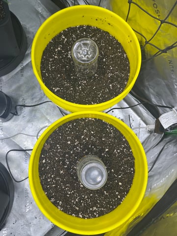 Gorilla Glue auto — germination, day 1