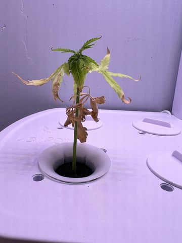 Banjo Clones — vegetative, day 27