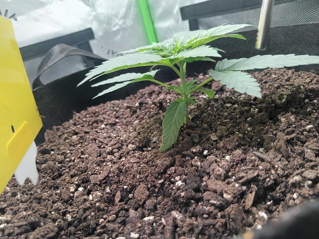 Critical Purple Kush — vegetative, day 31