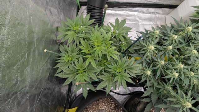 Perpetual Autoflower Mixed Grow #3 — vegetative, day 36