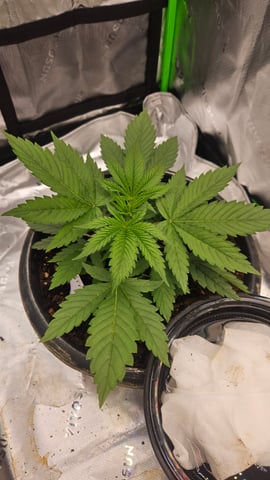 Alaska Thunder Fuck outdoors — seedling_rooting, day 1