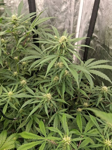 first auto grow — flower, day 58