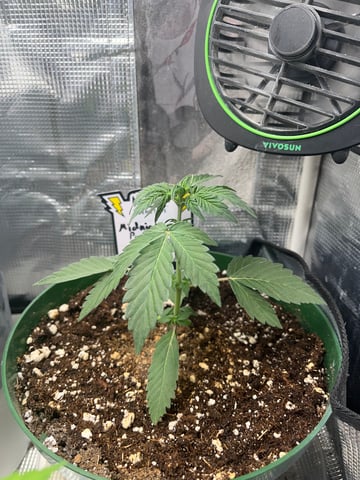 Mephistos Auto  — auto, day 25