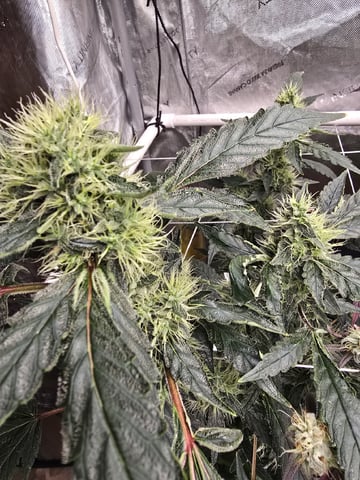 Glookies by Barneys Farm — flower, day 85