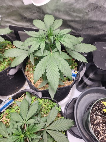 Mephisto Apple Crush and Pop tart OG in Nature's Living Soil.  — vegetative, day 27