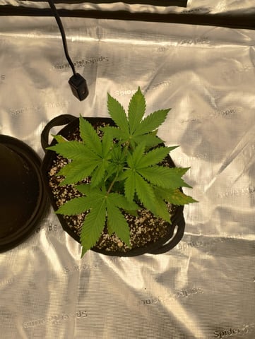 Round 2🥊 — vegetative, day 29
