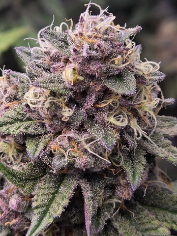 CLONES — flower, day 110