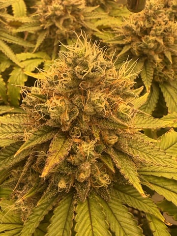 tropickle — flower, day 103