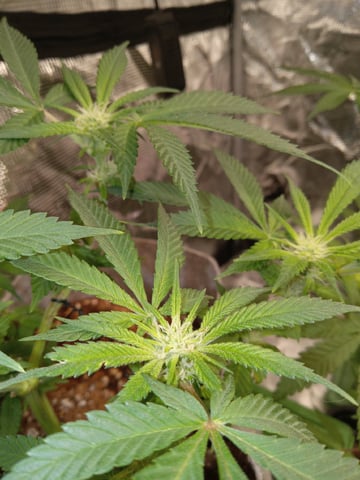 Blueberry critical kush x purple peyote wifi  and one L.a kush cake . — seedling_rooting, day 4