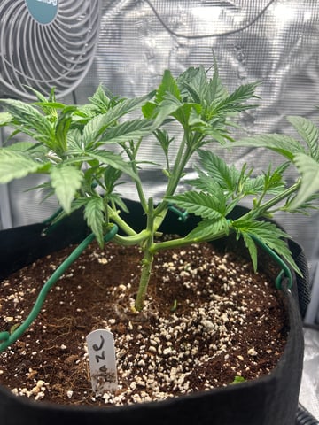 sticking to basics second grow — flower, day 20