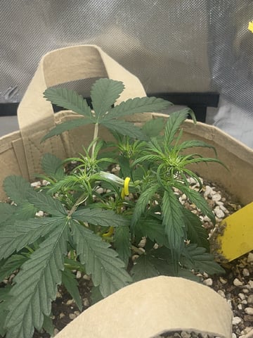 3x3 Grow — flower, day 37