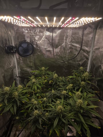 Experiment Time — flower, day 62