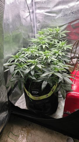 Blueberry Swirl — vegetative, day 32