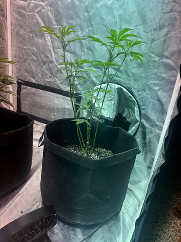 Reba  — vegetative, day 1