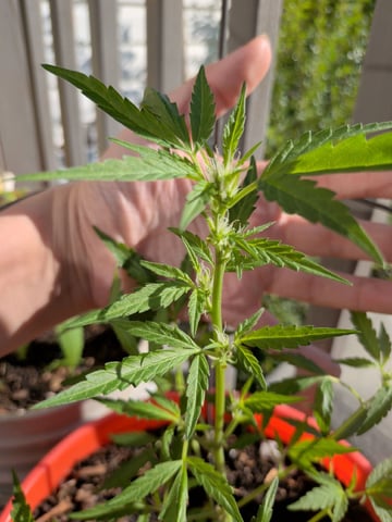 2026 — flower, day 50