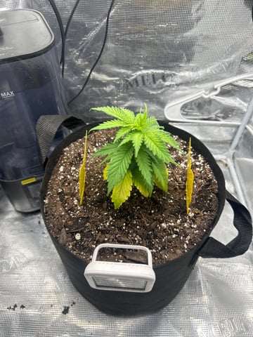 2nd Run — vegetative, day 28