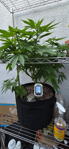 Mystery Weed Plant — vegetative, day 91