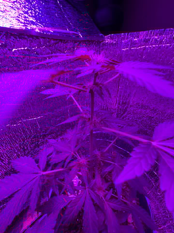 Quick One — flower, day 1