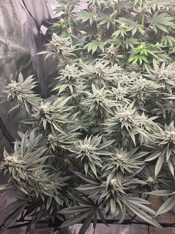 Lhotse 1 and 2 — flower, day 38