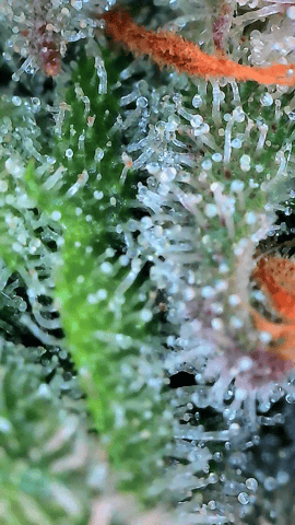 Starfighter/Ohio Guptilla Hybrid — flower, day 34