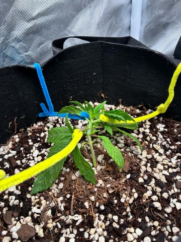 Banana Purple Punch Auto