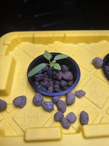 Hydro Roma Tomatoes  — seedling_rooting, day 4