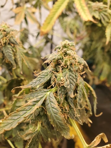 Banana Purple Punch & Rainbow Showers — flower, day 98