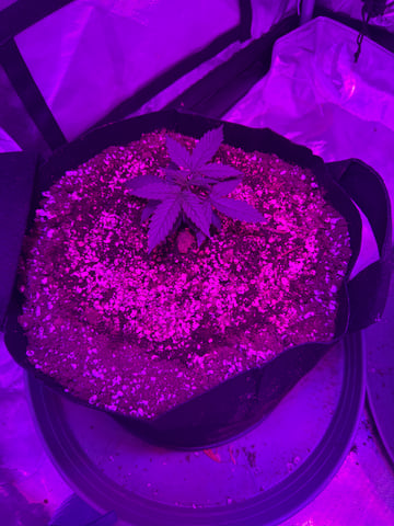 First Auto — vegetative, day 21