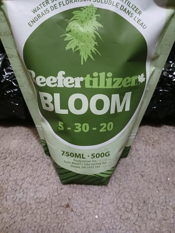 black gorilla feminized  — vegetative, day 10