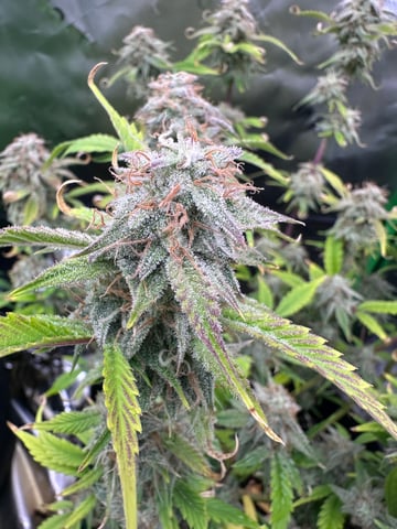 runts — flower, day 69