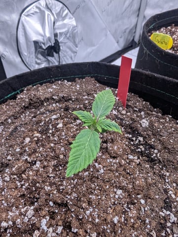 Guava, Guava, Gelato  — grow_setup, day 10