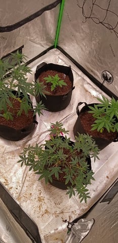 Boss Battle, Forbidden Runtz, +granddaddy Purp, +citrus Bubblegum