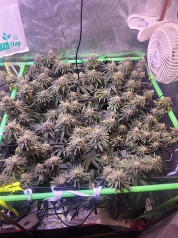 6th Grow — flower, day 81