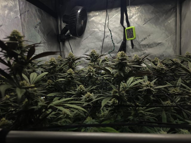 Strawberry Sugar  — flower, day 96