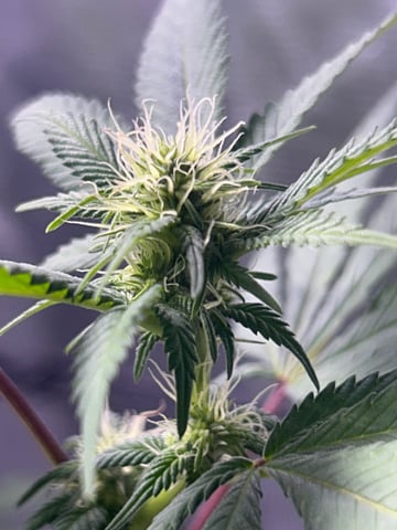 2nd grow — flower, day 104