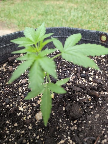 Gorilla Cookies Auto — seedling_rooting, day 18