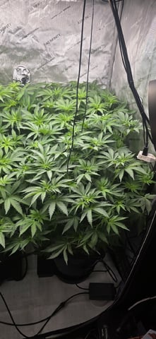 Maple Nectar  — flower, day 50