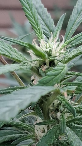 My First Grow — grow_setup, day 4