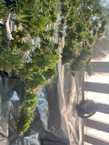 first indoor — harvest, day 127