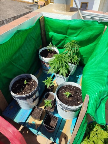 2036 — grow_setup, day 2