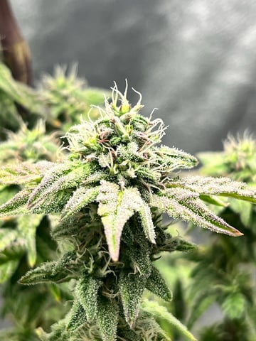 Humboldt Chicken N Wafflez — flower, day 81