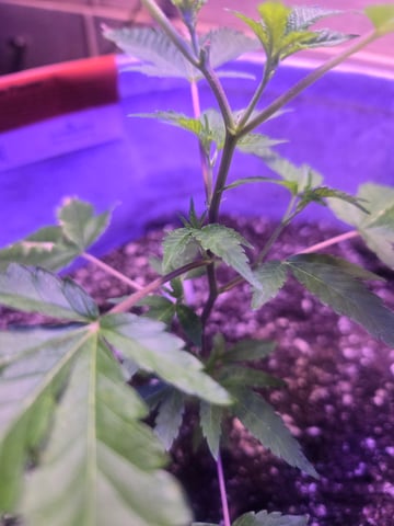 Looking for advice! — vegetative, day 2