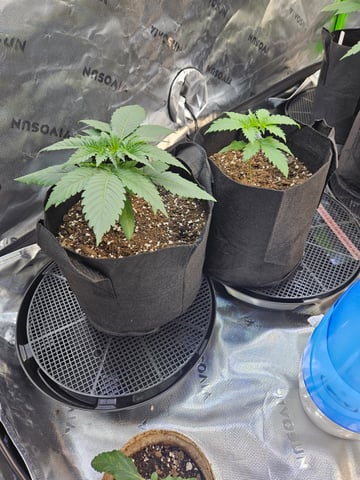 1st Grow — vegetative, day 1